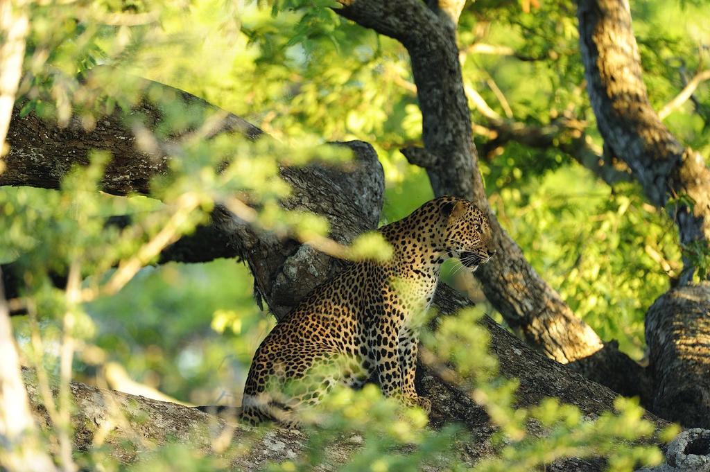 Kulu Safaris Hotel Yala Buitenkant foto