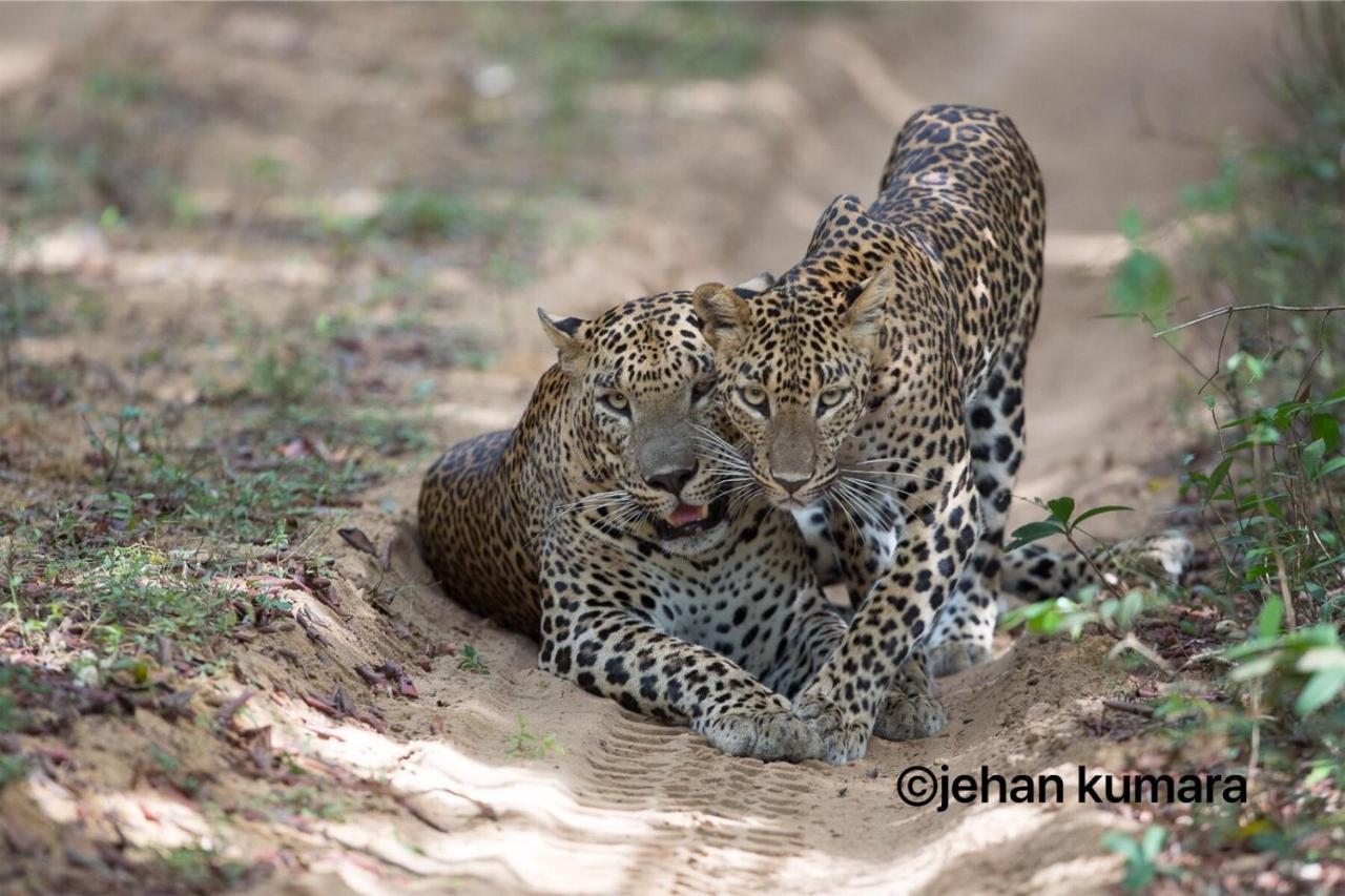 Kulu Safaris Hotel Yala Buitenkant foto